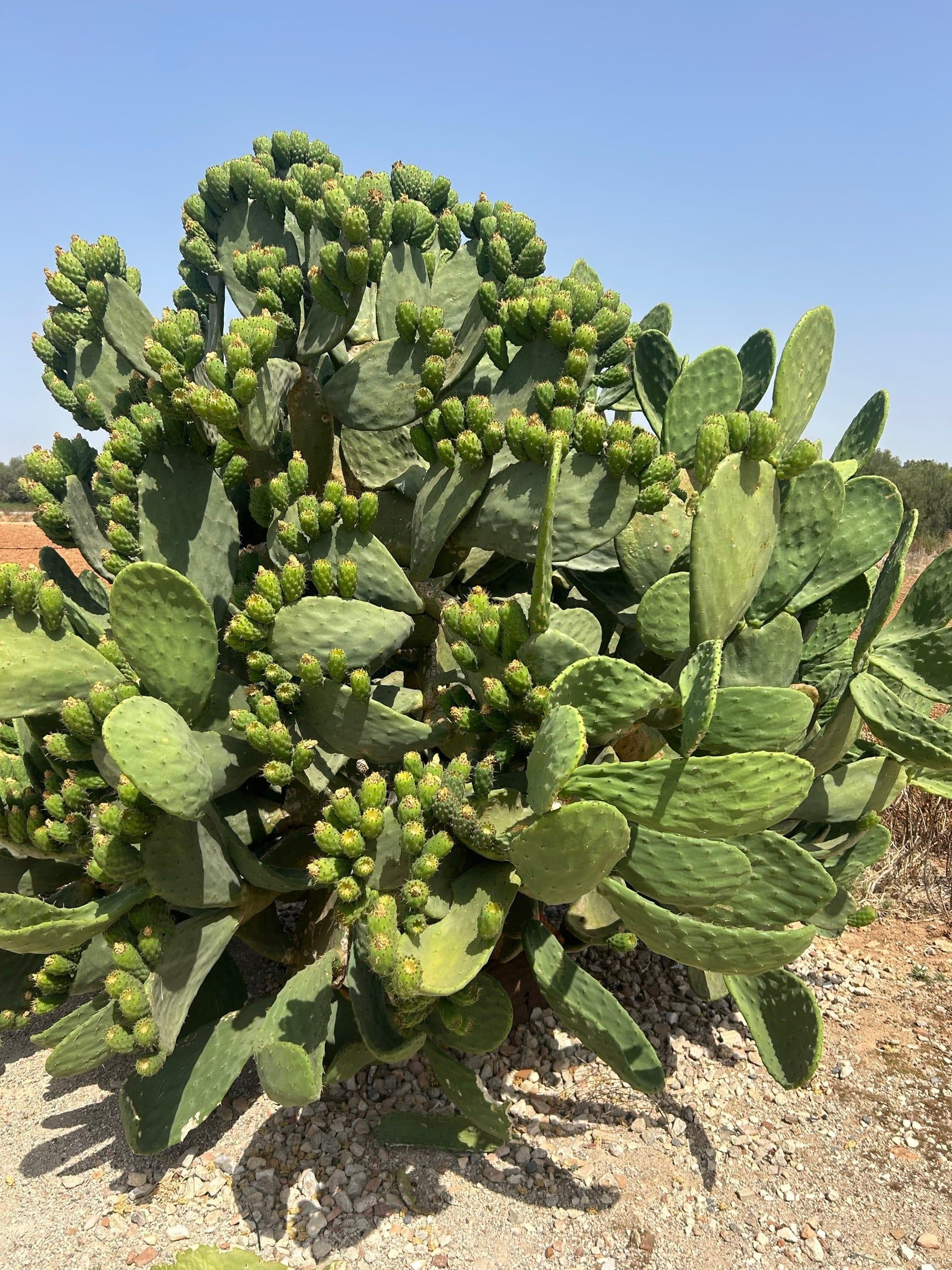 Prickly pear (Opuntia) in the Mediterranean sun — medicinal botanicals